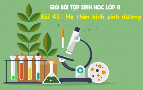 Giải bài 48 sinh 8: Hệ thần kinh sinh dưỡng