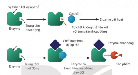 Giải thích cơ chế hoạt động của enzyme dị lập thể trong hình sau: