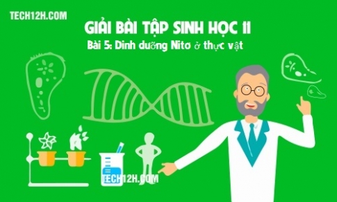 Bài 5 sinh 11: Dinh dưỡng Nitơ ở thực vật sgk trang 25 27