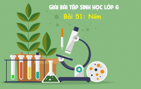 Giải bài 51 sinh 6: Nấm