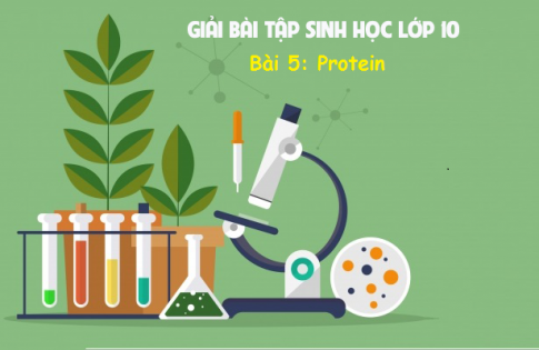 Giải bài 5 sinh 10: Protein