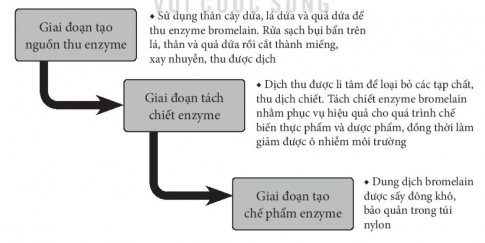 Từ quy trình thu nhận enzyme urease trong hình 6.6, hãy tìm hiểu và đề xuất quy trình thu nhận enzyme bromelain và papain từ thực vật.