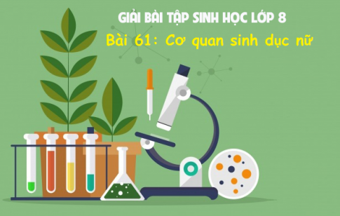 Giải bài 61 sinh 8: Cơ quan sinh dục nữ