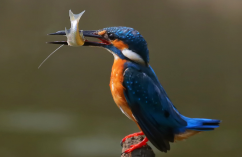 Khi nào chim bói cá cười?