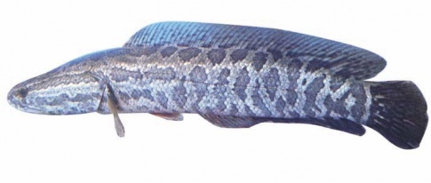 [CD] Trắc nghiệm Mĩ thuật 6 bài 1: Chân dung bạn em