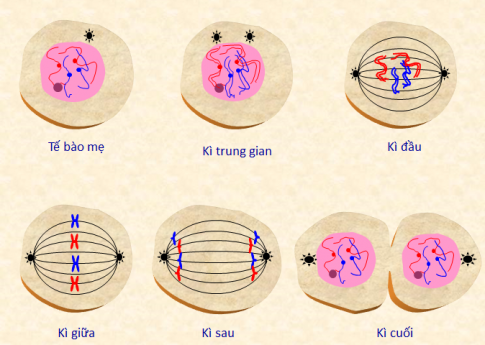 Giải sinh học 9 bài 14: Thực hành Quan sát hình thái nhiễm sắc thể