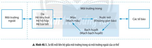   - Môi trường trong của cơ thể gồm những thành phần cơ bản nào.  - Mối liên hệ giữa môi trường trong với môi trường ngoài cơ thể.