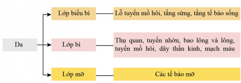 Các thành phần cấu tạo của da: