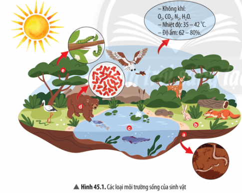  a) Kể tên các yếu tố tự nhiên có ở nơi sinh sống của sinh vật. Cho biết vai trò của các yếu tố đó.