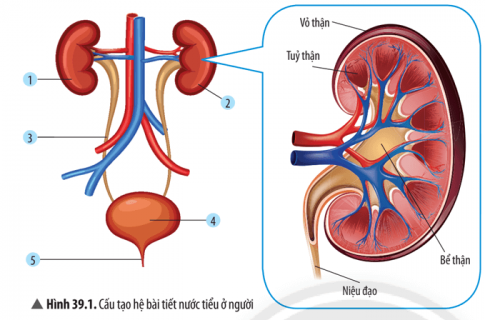  Quan sát Hình 39.1 và nêu tên các cơ quan cấu tạo hệ bài tiết nước tiểu.