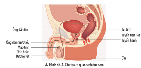 Quan sát Hình 44.1, cho biết cấu tạo cơ quan sinh dục nam gồm những bộ phận nào.