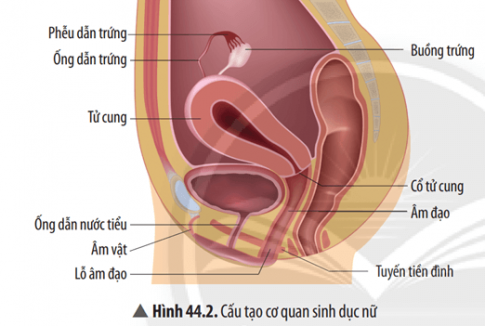 Quan sát Hình 44.2, cho biết cấu tạo cơ quan sinh dục nữ gồm những bộ phận nào. Xác định chức năng của các bộ phận đó bằng cách hoàn thành Bảng 44.2.