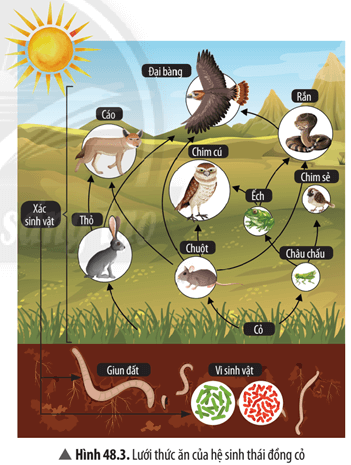 Quan sát Hình 48.3, cho biết có bao nhiêu chuỗi thức ăn trong hình. Viết các chuỗi thức ăn đó.