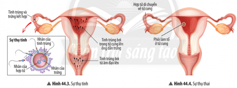 Quan sát Hình 44.3 và 44.4, hãy phân biệt thụ tinh và thụ thai. Nếu quá trình thụ thai không xảy ra sẽ gây nên hiện tượng gì?