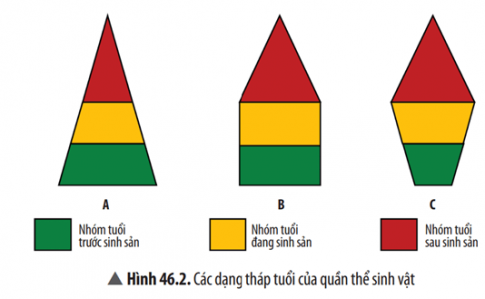 Hãy xác định trạng thái của các quần thể A, B, C trong Hình 46.2 bằng cách hoàn thành bảng sau: