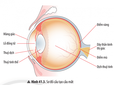 Quan sát Hình 41.3, hãy kể tên các bộ phận cấu tạo trong của cầu mắt.