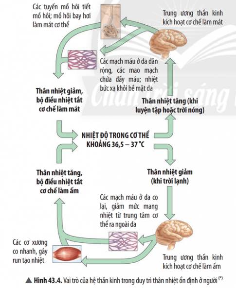 Quan sát Hình 43.4 và cho biết khi nhiệt độ môi trường quá cao hoặc quá thấp, da có những phản ứng như thế nào để giúp cơ thể duy trì thân nhiệt ổn định.