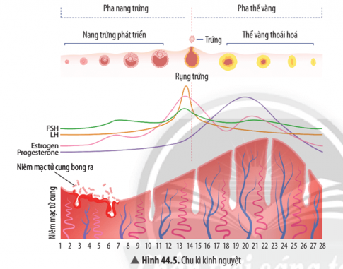 Quan sát Hình 44.5, hãy mô tả sự thay đổi của niêm mạc tử cung trong các giai đoạn của chu kì kinh nguyệt.