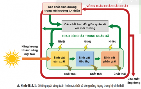 Đọc đoạn thông tin và quan sát Hình 48.5, hãy:  a) Mô tả quá trình trao đổi chất trong hệ sinh thái.  b) Cho biết tại sao năng lượng chỉ được truyền theo một chiều qua các bậc dinh dưỡng.