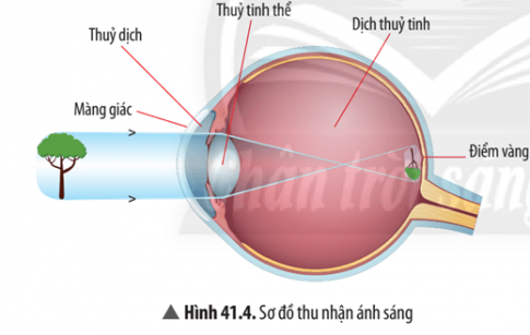 Quan sát Hình 41.4, trình bày quá trình thu nhận ánh sáng diễn ra ở mắt.