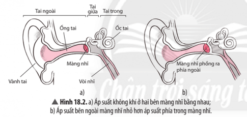 Dựa vào thông tin Hình 18.2 ở trang 90, hãy liệt kê các bộ phận cấu tạo của tai và xác định các bộ phận thuộc tai ngoài, tai giữa, tai trong.