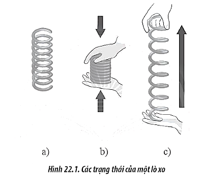 Chọn các nhận xét đúng về biến dạng của lò xo trong Hình 22.1, biết Hình 22.1a thể hiện lò xo đang có chiều dài tự nhiên.