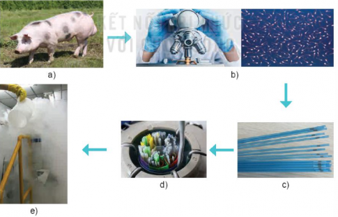 Em hãy quan sát Hình 3.2 và mô tả các bước cơ bản của kĩ thuật đông lạnh tinh trùng lợn