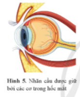 Các cơ vận động nhãn cầu tạo ra chuyển động của nhãn cầu và chuyển động đồng bộ của mi mắt (Hình 5). Các cơ giữ nhãn cầu này co giãn và có thể coi gần đúng như những lò xo có độ cứng tương đương là k...