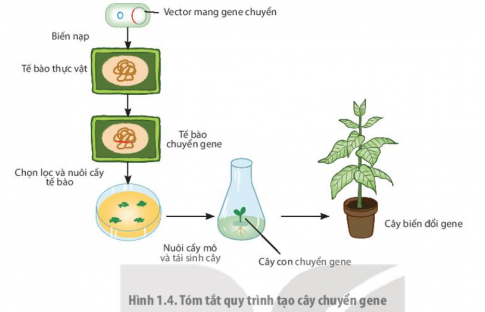 Tóm tắt quy trình tạo giống cây biến đổi gene nhờ công nghệ tế bào thực vật.