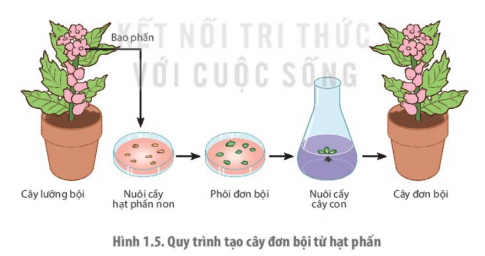 Nêu một số thành tựu của công nghệ tế bào thực vật.