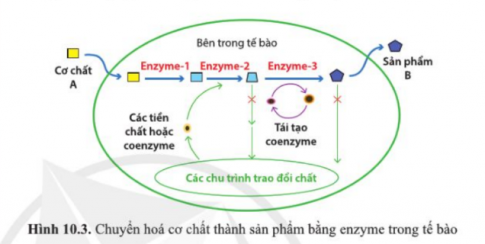 Quan sát hình 10.3 và cho biết cơ chất A được chuyển hoá thành sản phẩm B nhờ những enzyme nào trong tế bào? Các enzyme đó cần hỗ trợ gì từ tế bào?