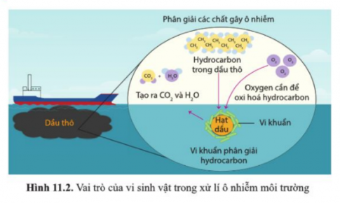 Dựa vào hình 11.2, hãy cho biết vi sinh vật có vai trò gì trong xử lí ô nhiễm môi trường.