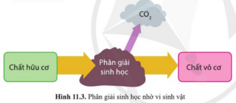 Quan sát hình 11.3 và cho biết phân giải sinh học là gì?