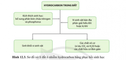 Dựa vào hình 12.3 và 12.4 mô tả các bước xử lí ô nhiễm đất bằng phục hồi sinh học.