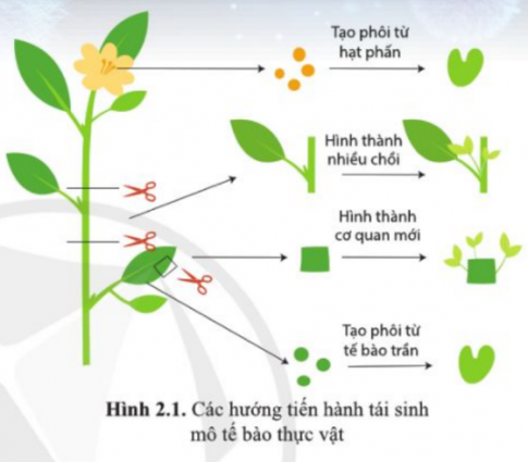 Hãy quan sát hình 2.1 và cho biết người ta có thể nhân giống vô tính để tạo cây con từ cây trưởng thành bằng những cách nào.