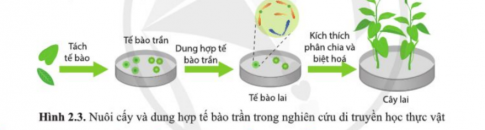 Vì sao sử dụng kĩ thuật nuôi cấy mô tế bào thuận lợi hơn so với sử dụng cơ thể sống trong nghiên cứu tạo đột biến, lai khác loài, đa bội hóa?