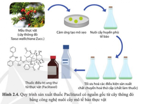 Tìm hiểu một số sản phẩm sinh dược được sản xuất nhờ công nghệ tế bào thực vật.