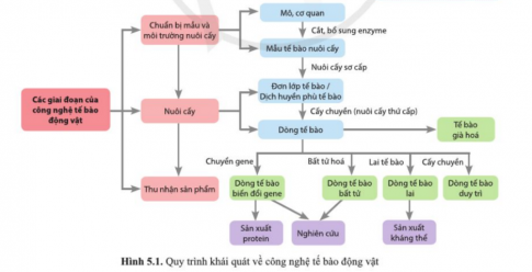 Hãy quan sát sơ đồ ở hình 5.1 và cho biết công nghệ tế bào động vật gồm những giai đoạn nào.