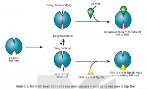 Quan sát hình 5.3, mô tả cấu trúc hoạt động của enzyme dị lập thể.