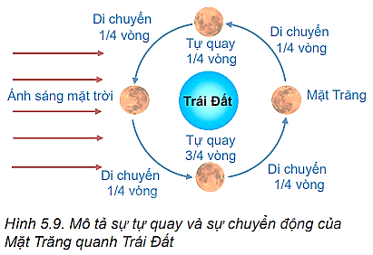 Vẽ lại Hình 5.9, thảo luận để mô tả chuyển động của Mặt Trăng quanh Trái Đất với giả thuyết Mặt Trăng không tự quay quanh mình nó.