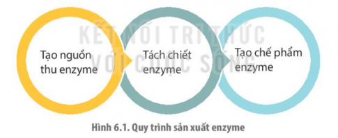 Trong đời sống, nhiều ngành sản xuất ứng dụng công nghệ enzyme với quy mô lớn như công nghiệp thực phẩm, công nghiệp dệt, mĩ phẩm,... Với quy mô sản xuất lớn phải cần một lượng lớn enzyme...