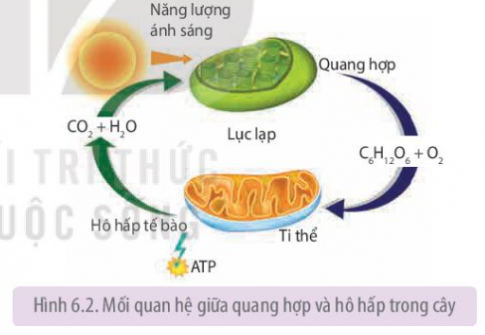 Quan sát Hình 6.2, hãy phân tích mối quan hệ giữa 2 quá trình quang hợp và hô hấp ở thực vật.