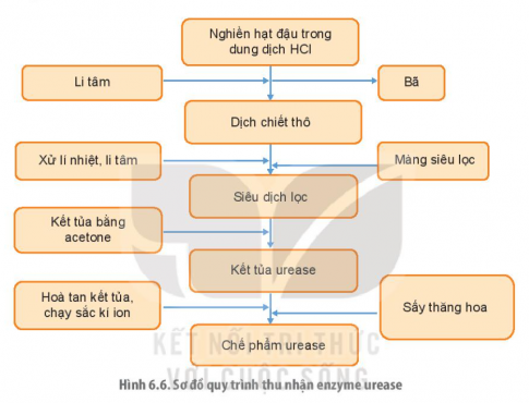Từ quy trình thu nhận enzyme urease trong hình 6.6, hãy tìm hiểu và đề xuất quy trình thu nhận enzyme bromelain và papain từ thực vật.