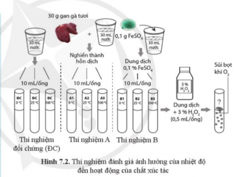 Hiện tượng sủi bọt khí trong thí nghiệm A và B xảy ra mạnh nhất ở điều kiện nhiệt độ nào? Dự đoán kết quả theo gợi ý ở bảng 7.1.