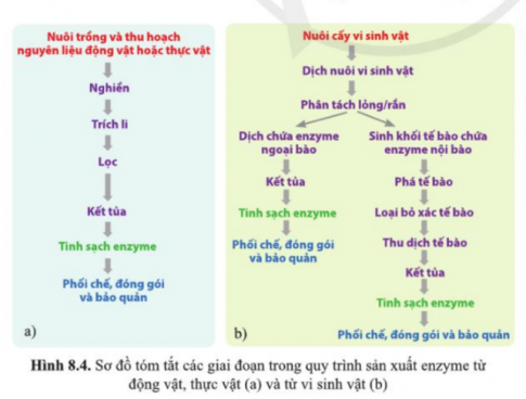 Quan sát hình 8.4, chỉ ra nguyên tắc chung và các khác biệt giữa quy trình sản xuất enzyme tự nhiên từ động vật, thực vật và vi sinh vật.