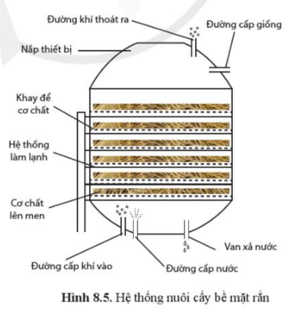 Tại sao công nghệ nuôi cấy bề mặt rắn lại phù hợp để nuôi các vi sinh vật hiếu khí?