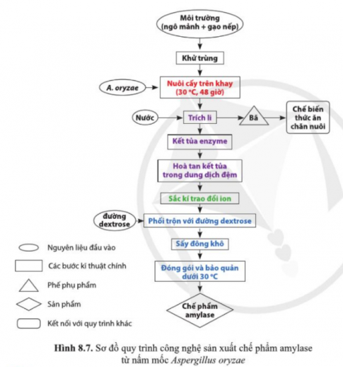 Quan sát hình 8.7 và cho biết những bước nào trong quy trình sản xuất chế phẩm amylase từ nấm mốc A. oryzae tương ứng với bốn giai đoạn cơ bản của quy trình sản xuất enzyme.