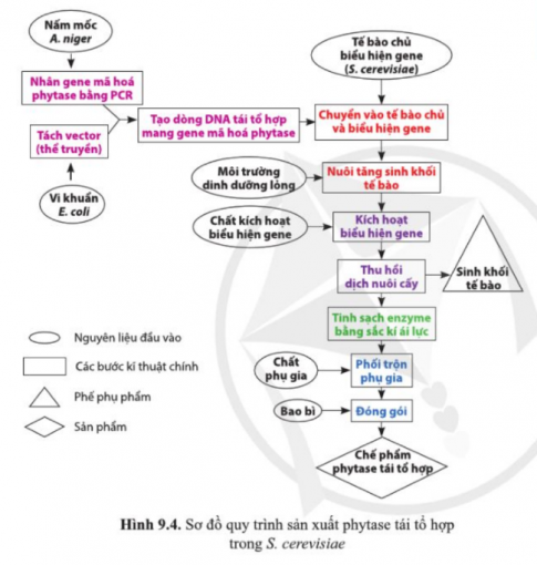 Quan sát hình 9.4 và cho biết những giai đoạn nào trong quy trình sản xuất chế phẩm phytase tái tổ hợp tương ứng với năm giai đoạn cơ bản của quy trình sản xuất enzyme tái tổ hợp.