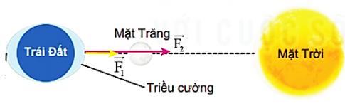 Hãy biểu diễn lực hấp dẫn giữa Mặt Trăng và Trái Đất ở những vùng triều cao.