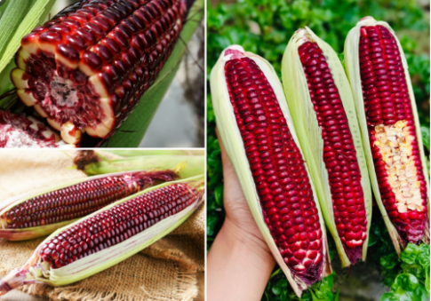 Những giống ngô có màu sắc nhìn đã con mắt